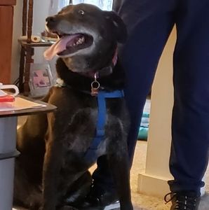 Meet your Posher, Penelope